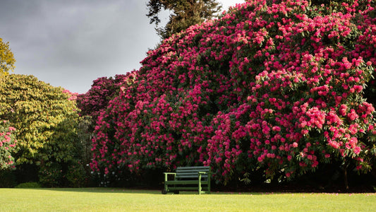 A Canopy of Colour: Rhododendrons in Bloom
