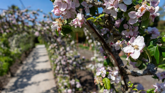 A Canopy of Blossom: Apple Arches in Spring