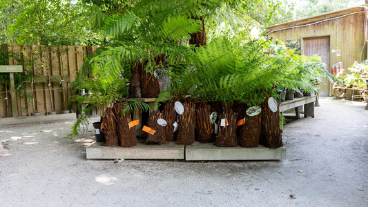 Dicksonia antartica