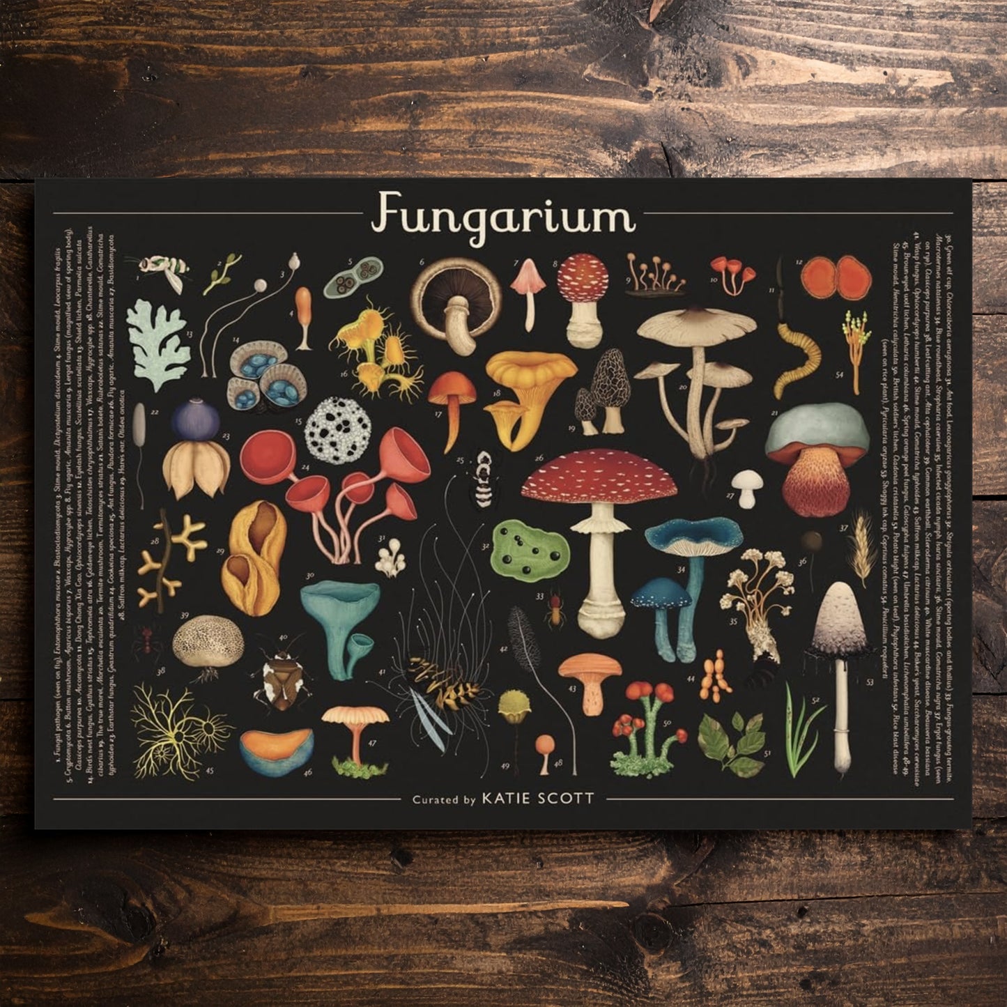 Fungarium Puzzle