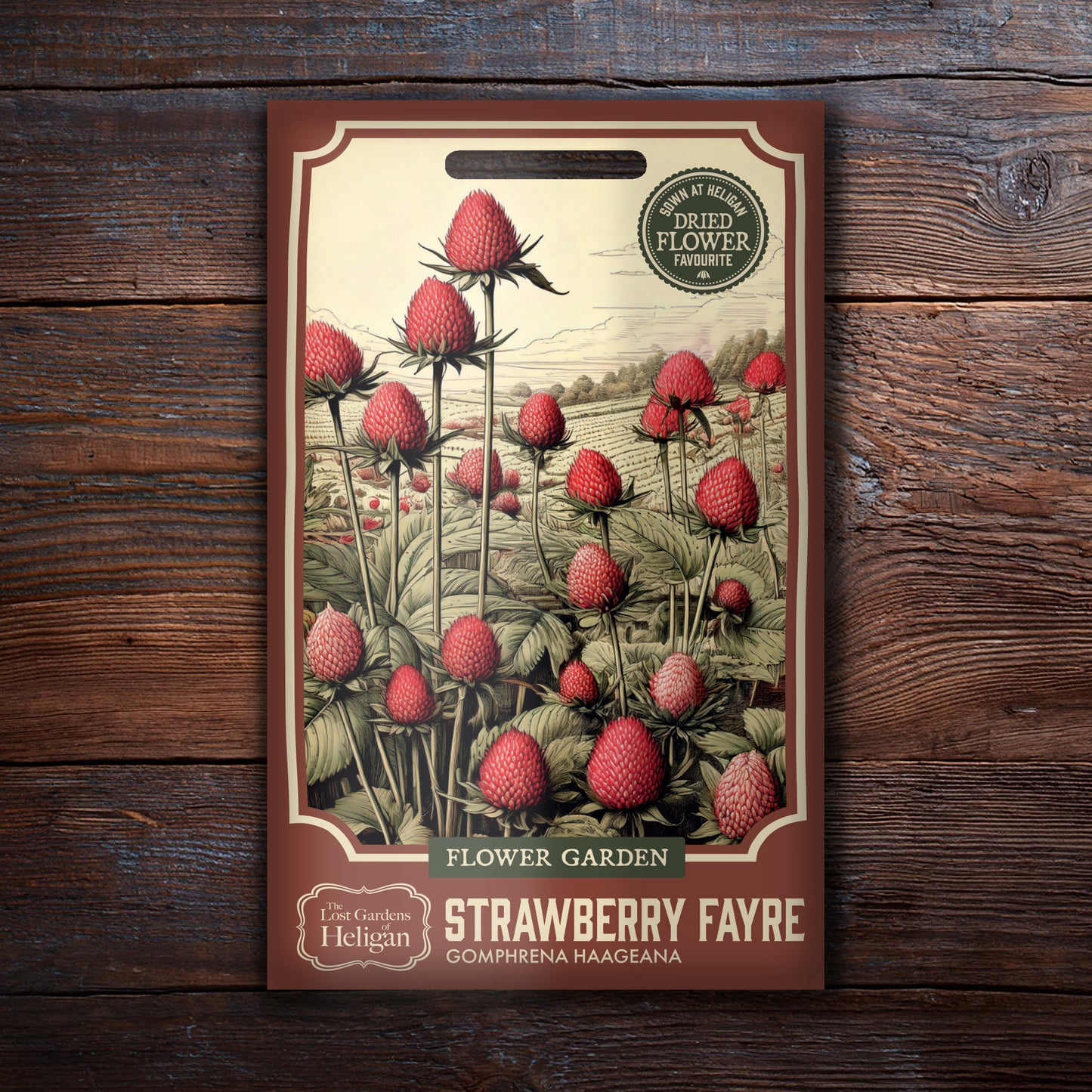 Gomphrena 'Strawberry Mixed'