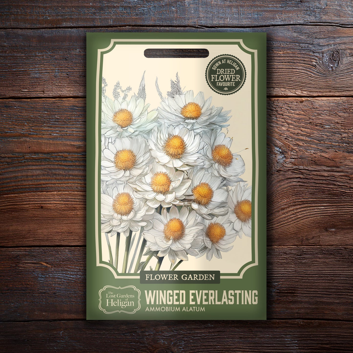 Winged Everlasting