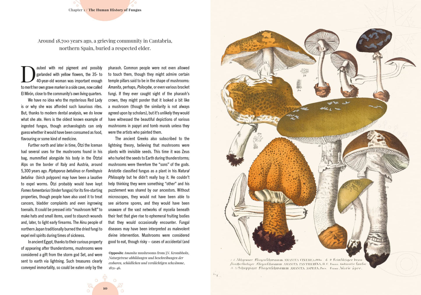 Magic of Mushrooms (Kew Gardens)