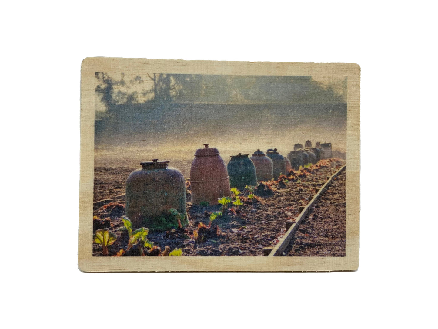 Kitchen Garden Rhubarb Forcer Wooden Magnet