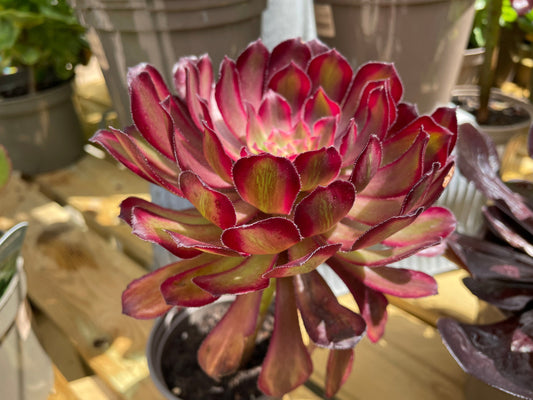Aeonium