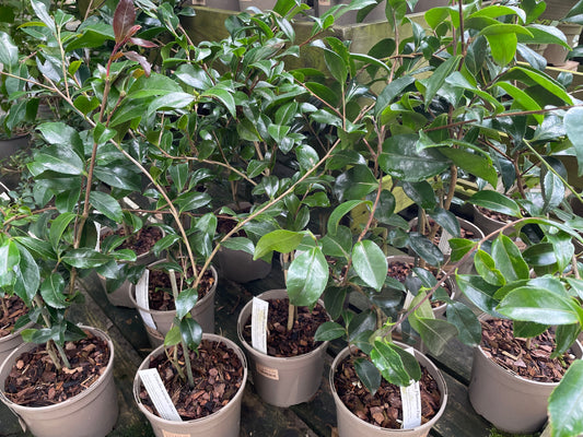 Camellia
