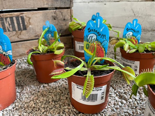 Venus Flytrap (Dionaea muscipula)