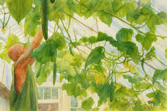 Caring for Cucumbers in the Melon House