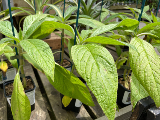 Echium pininana