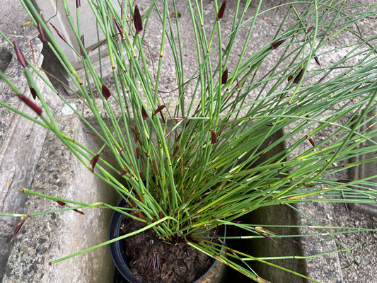 Elegia tectorum