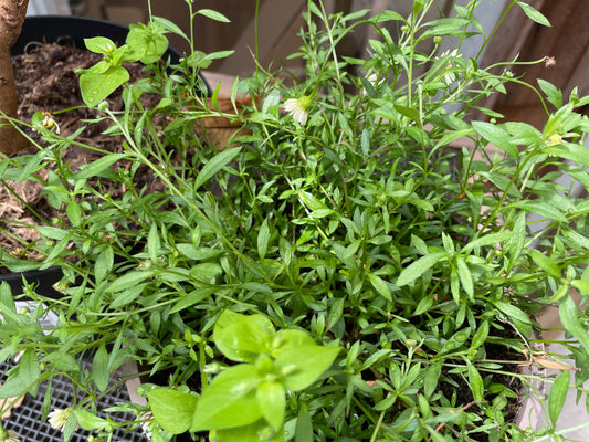 Erigeron karvinskianus