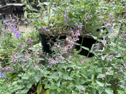 Nepeta 'Six Hills Giant'