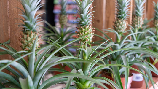 Ananas (Pineapple Plant)