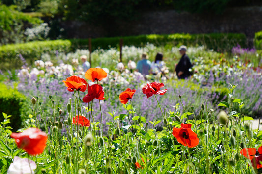 Flower Garden Poppies in Bloom