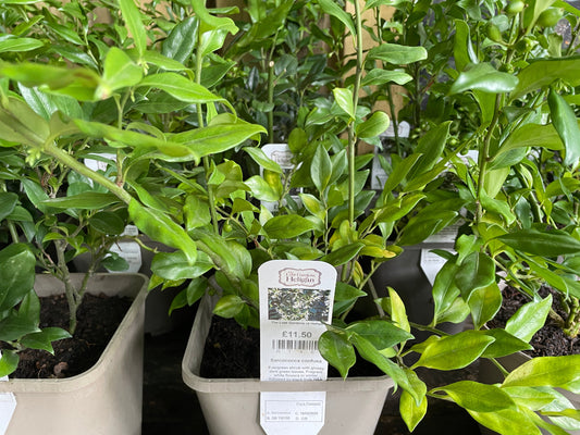 Sarcococca confusa