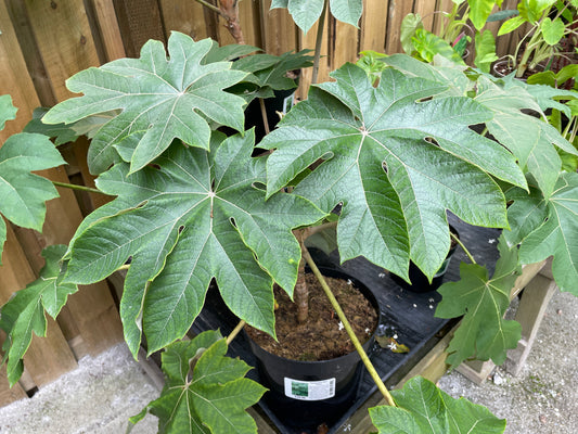 Tetrapanax Rex