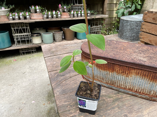 Tibouchina