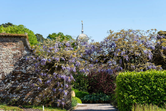 Beneath the Wisteria: A Seasonal Moment in the Gardens
