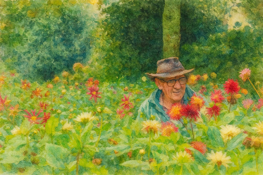 Dahlias