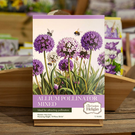 Allium Pollinator Mixed