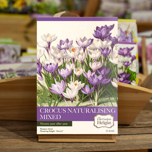 Crocus Naturalising Mixed
