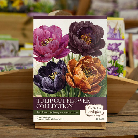 Tulip Cut Flower Collection