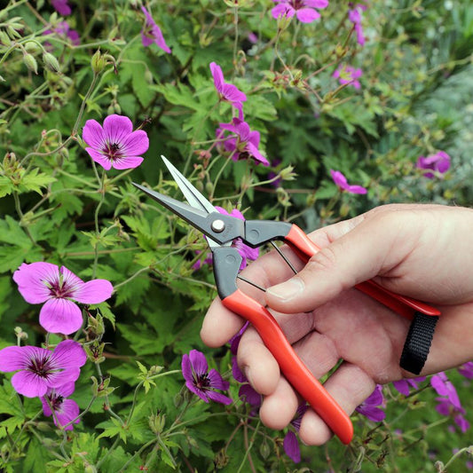 Niwaki Garden Snips