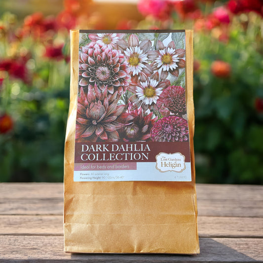 Heligan Dark Dahlia Collection