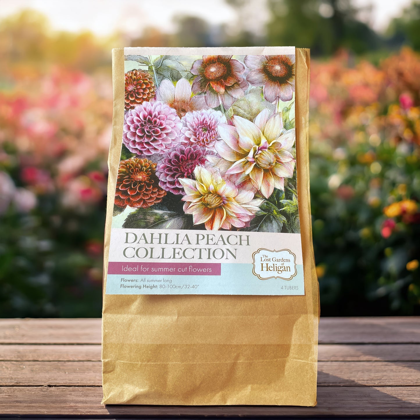 Heligan Peach Dahlia Collection