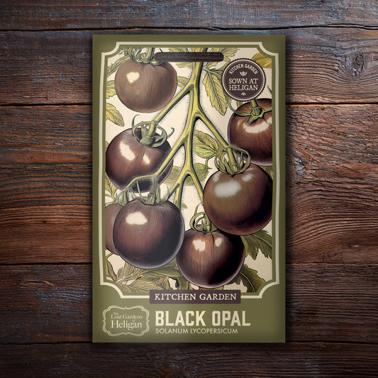 Tomato Black Opal