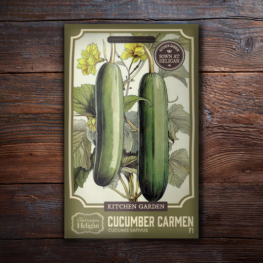 Cucumber Carmen F1