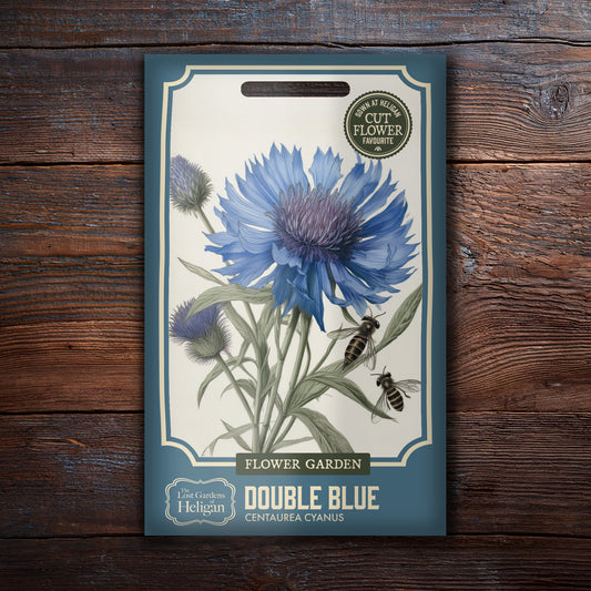 Cornflower Double Blue