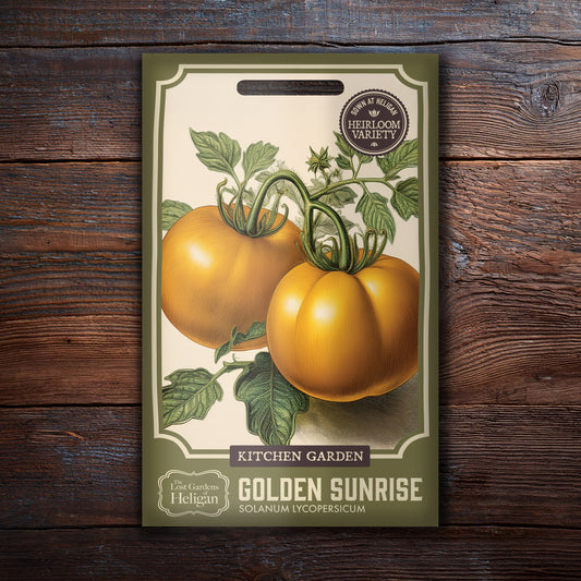 Tomato Golden Sunrise
