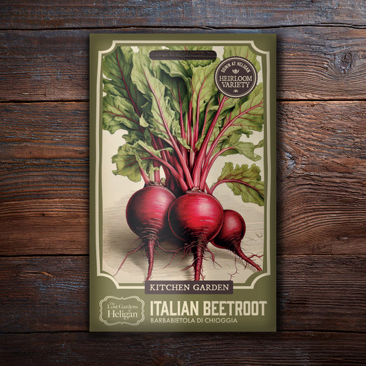 Beet Chioggia Barbietola