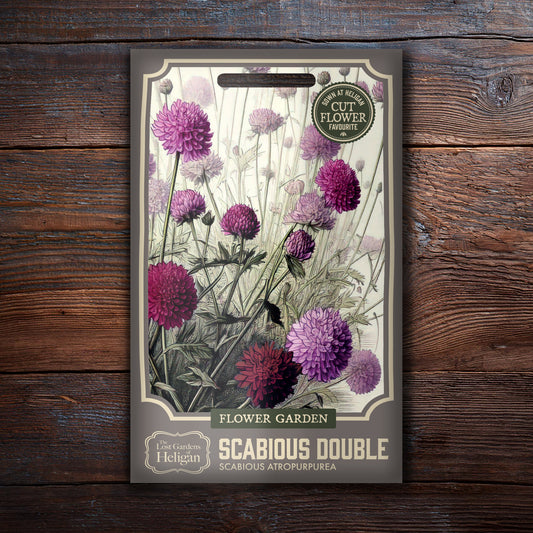 Scabious Double