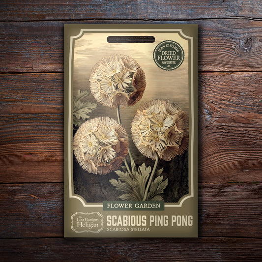 Scabious Ping Pong