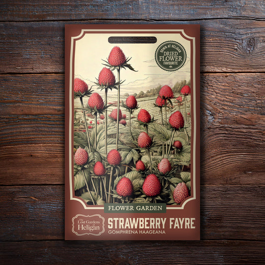 Gomphrena 'Strawberry Mixed'