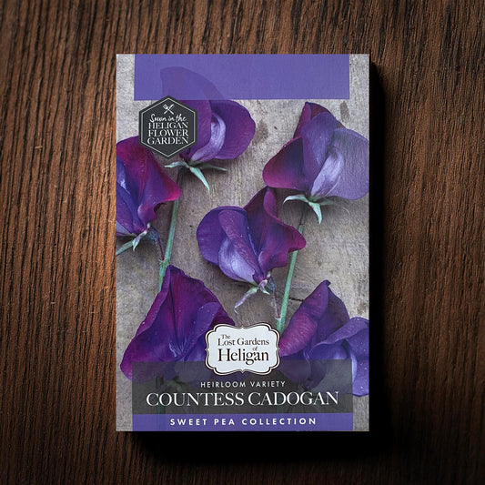 Heligan Heritage Sweet Pea Collection, Countess Cadogan