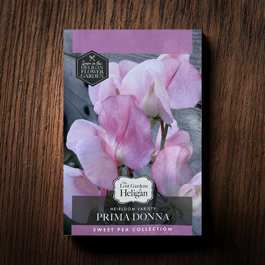 Heligan Heritage Sweet Pea Collection, Prima Donna