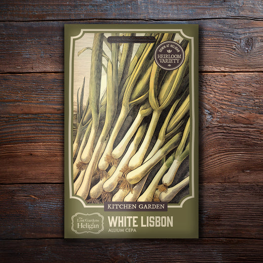White Lisbon Spring Onion