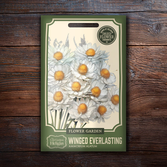 Winged Everlasting