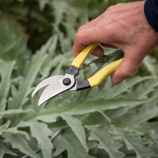 Niwaki Mainichi Secatuers