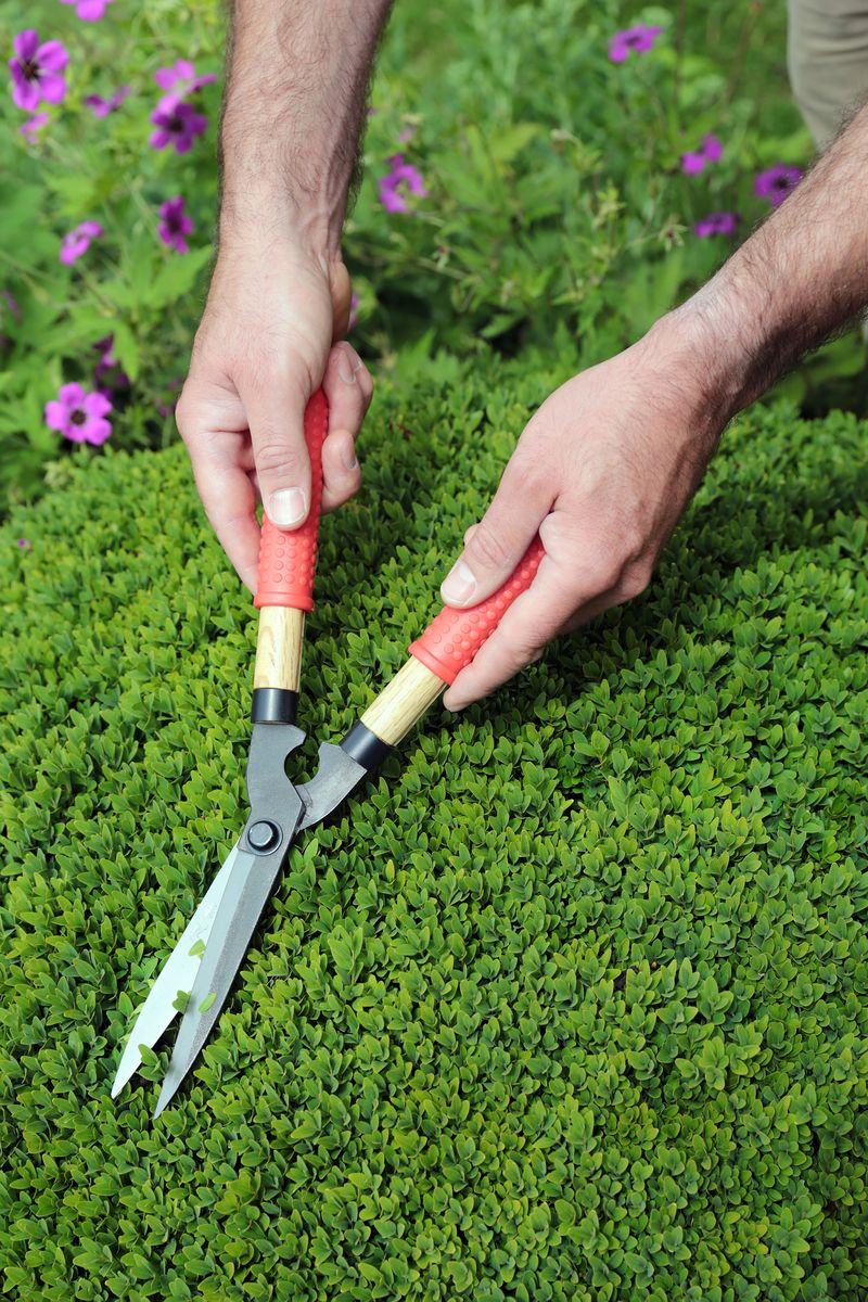 Niwaki Mini Shears