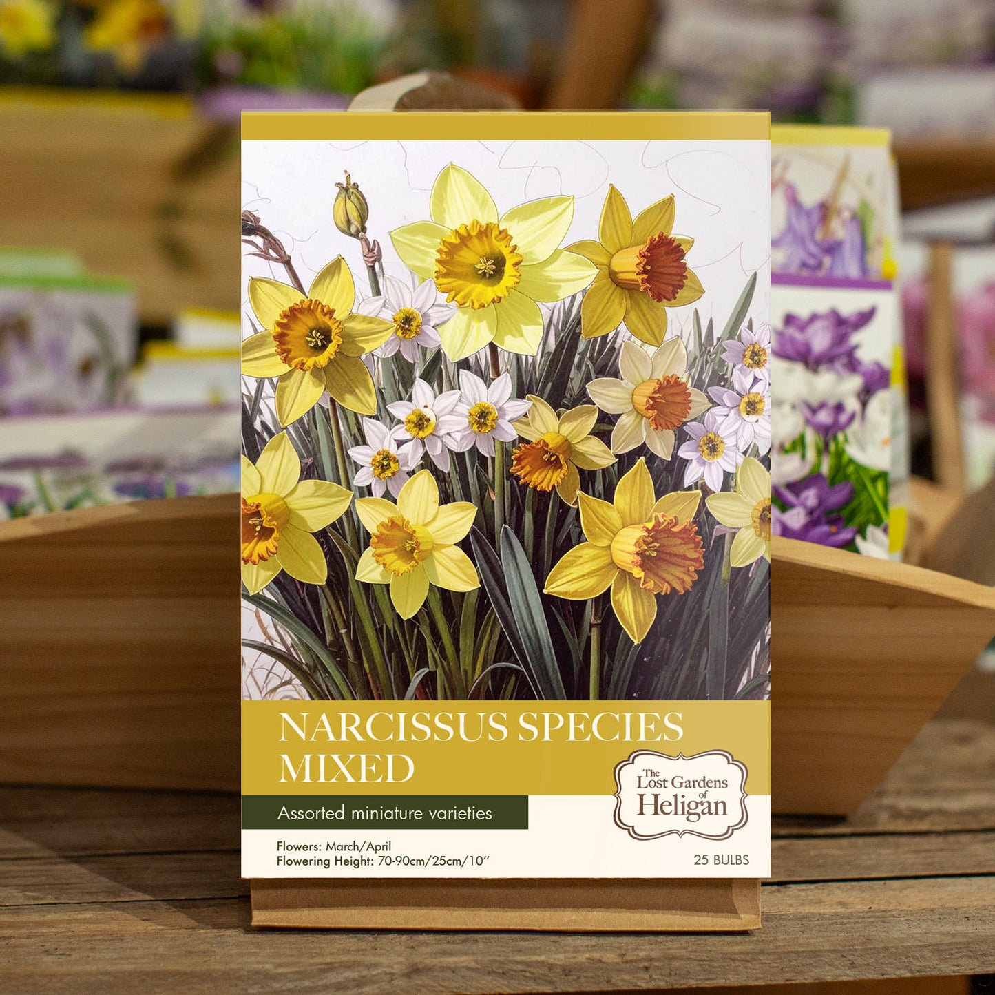 Narcissus Species Mixed