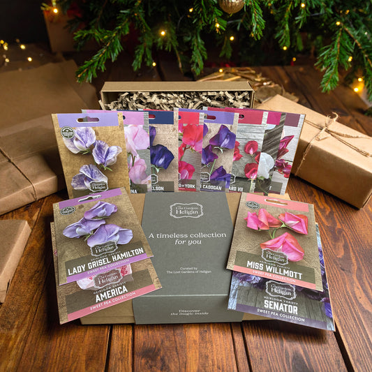 Twelve Days of Sweet Peas