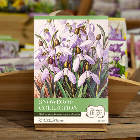 Heligan Snowdrop Collection