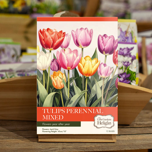 Tulips Perennial Mixed