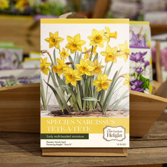 Narcissus Tete a Tete Collection